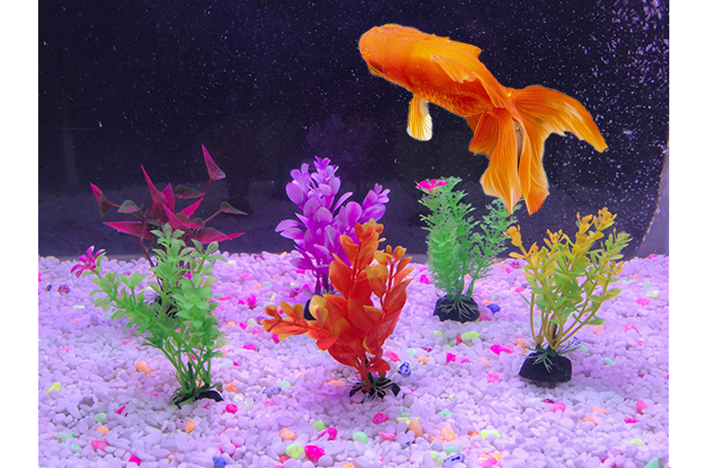 Ciottoli Lucidati Riempitivi per Vasi Vaso di Fiori 500G Ciottoli Decorativi Naturali Acquario Paesaggistica 0.6-1.5cm Sassolini per Acquario per Vasi di Piante Ciottoli Lucidati Riempitivi per Vasi Vaso di Fiori 500G Ciottoli Decorativi Naturali Acquario Paesaggistica 0.6-1.5cm Sassolini per Acquario per Vasi di Piante